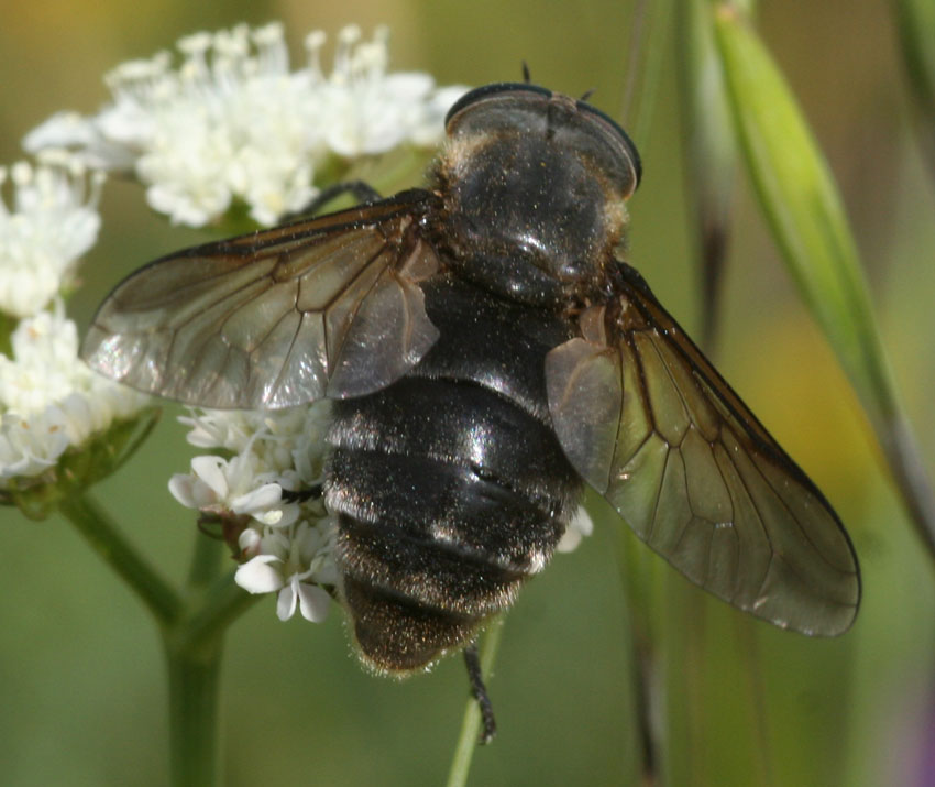 Dasyrhamphis anthracinus M e F (Tabanidae)